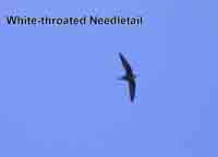 Needletail